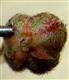   Fruit
